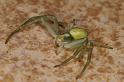 Misumena_vatia_D5019_Z_88_Les Gris_Frankrijk